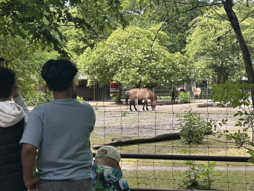 Kinder schauen den Wildpferden im Tierpark zu